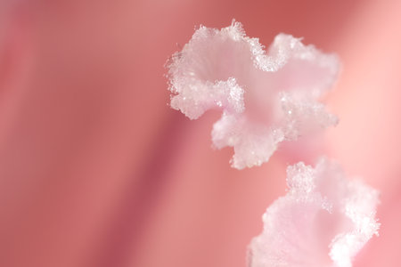 Beautiful pink Gladiolus flower as background, macro viewの写真素材