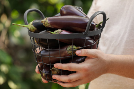 Man holding metal basket with ripe eggplants outdoors, closeupの写真素材