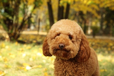 Cute fluffy dog in autumn park, space for textの写真素材