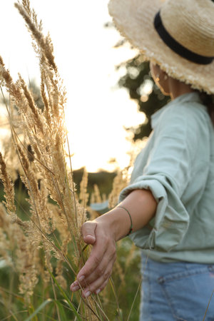 Woman walking through meadow and touching reed grass outdoors, selective focusの写真素材