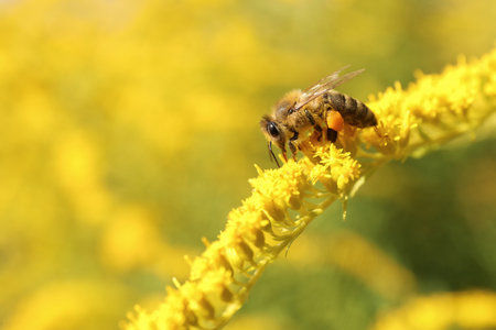 Honeybee collecting nectar from yellow flowers outdoors, closeup. Space for textの写真素材