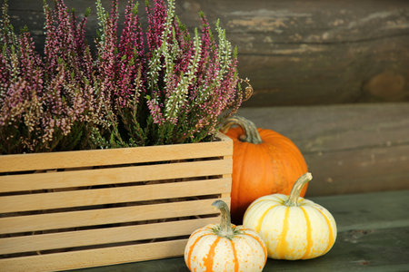 Beautiful heather flowers in crate and pumpkins on table near wooden wall, selective focus. Space for textの写真素材