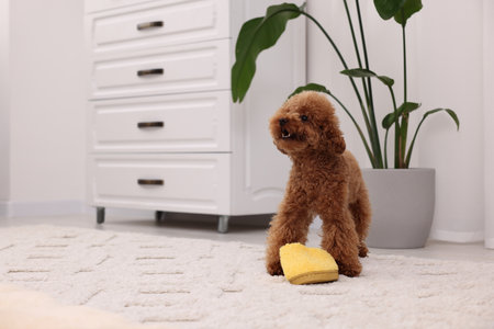 Cute Maltipoo dog near yellow slipper at home, space for text. Lovely petの写真素材
