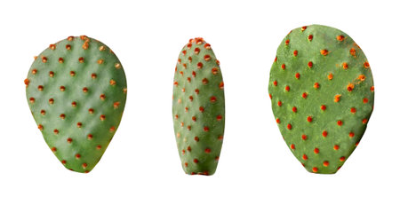 Opuntia cactus pads on white background, setの写真素材