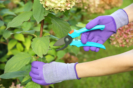 Woman pruning hydrangea flowers with secateurs in garden, closeup