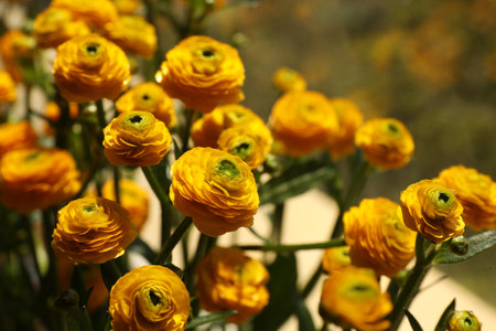 Beautiful ranunculus flowers on blurred background, closeupの写真素材