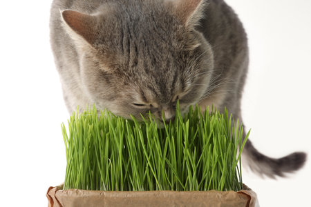 Cute cat eating fresh green grass on white backgroundの写真素材