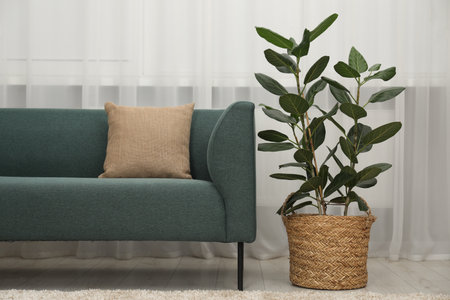 Potted houseplant with green leaves near sofa in roomの写真素材