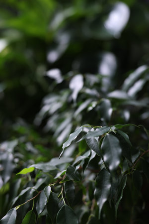 Plants with fresh green leaves in darkness, closeupの写真素材