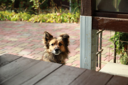 Cute stray dog outdoors on sunny dayの写真素材
