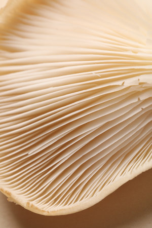 Fresh oyster mushroom on beige background, macro viewの写真素材