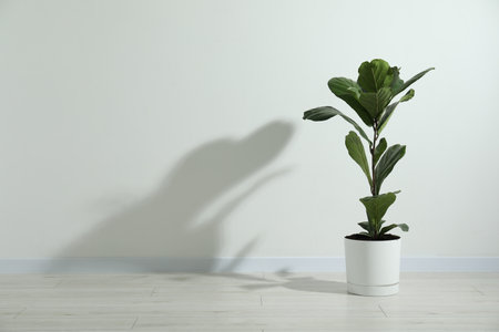Fiddle Fig or Ficus Lyrata plant with green leaves near white wall indoors. Space for textの写真素材