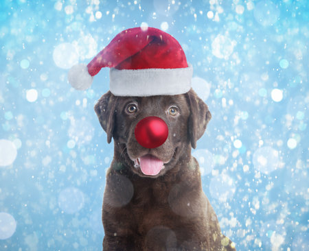 Adorable dog in Santa hat having red Christmas ball nose on light blue backgroundの写真素材