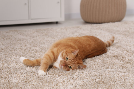 Cute ginger cat lying on carpet at homeの写真素材
