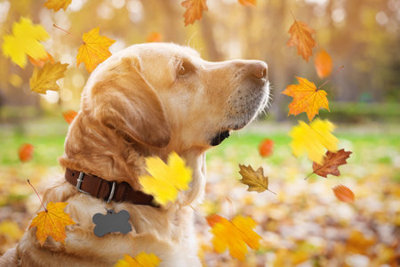 Cute Labrador Retriever dog under falling leaves in park. Autumn walkの写真素材