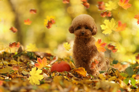 Cute Maltipoo dog under falling leaves in park, space for text. Autumn walkの写真素材