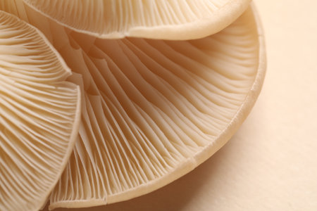 Fresh oyster mushrooms on beige background, macro viewの写真素材