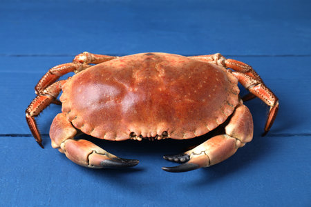 Delicious boiled crab on blue wooden table, closeupの写真素材