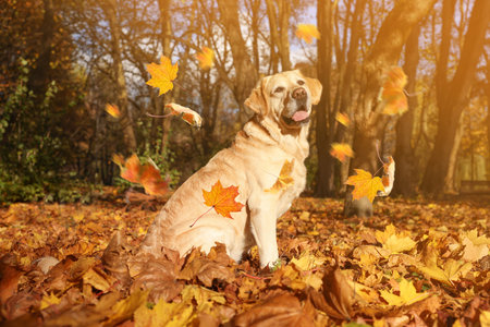 Cute Labrador Retriever dog under falling leaves in park. Autumn walkの写真素材
