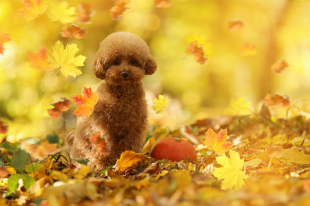 Cute Maltipoo dog under falling leaves in park, space for text. Autumn walkの写真素材