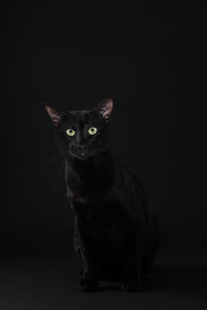 Adorable cat with green eyes on black background. Lovely petの写真素材