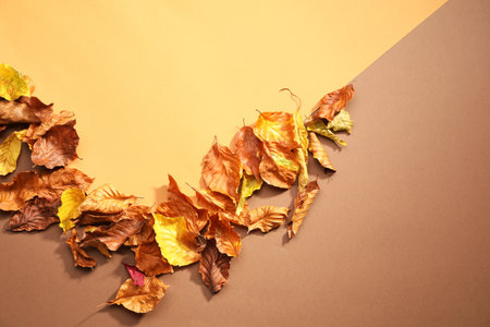 Dry autumn leaves on color background, top viewの写真素材