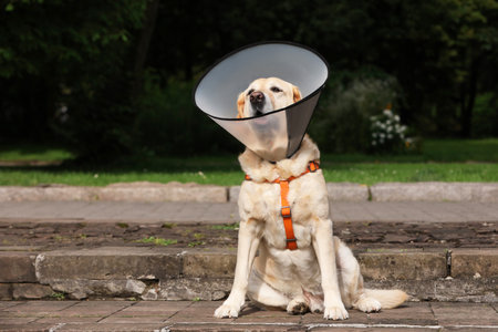 Adorable Labrador Retriever dog wearing Elizabethan collar outdoorsの写真素材