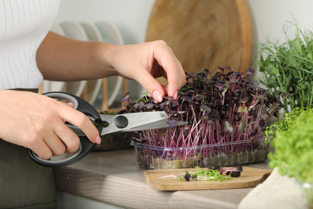 Woman with scissors cutting fresh radish microgreens at countertop in kitchen, closeup