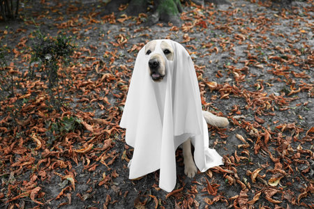 Cute Labrador Retriever dog wearing ghost costume in autumn park on Halloweenの写真素材