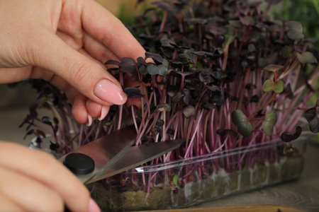 Woman with scissors cutting fresh radish microgreen at wooden table, closeup
