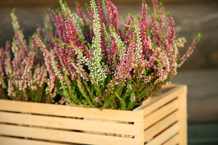 Beautiful heather flowers in crate near wooden wall, closeupの写真素材