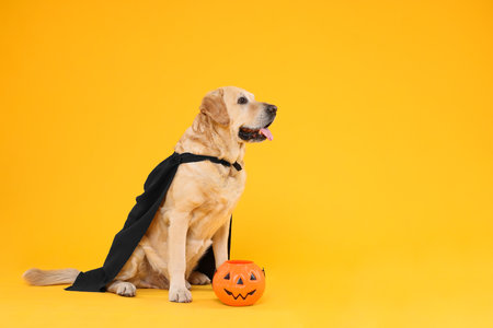 Cute Labrador Retriever dog in black cloak with Halloween bucket on orange background. Space for textの写真素材