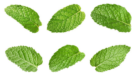 Many fresh mint leaves isolated on whiteの写真素材