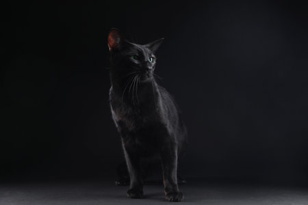 Adorable cat sitting against black background. Lovely petの写真素材