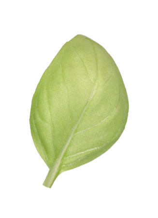 One green basil leaf isolated on whiteの写真素材