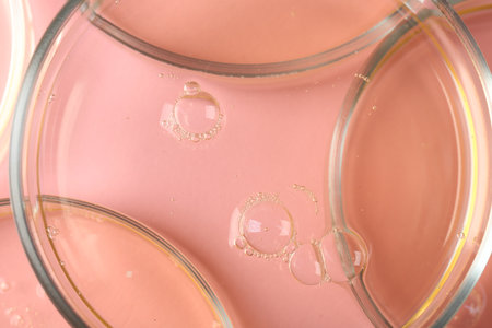 Petri dishes with liquid samples on pink background, top view