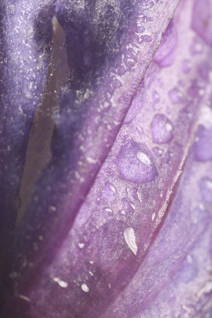 Beautiful purple Clematis flower with water drops as background, macro viewの写真素材