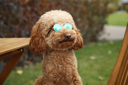 Cute fluffy dog in sunglasses on blurred backgroundの写真素材