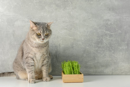 Cute cat and fresh green grass on white surface near gray wall, space for textの写真素材