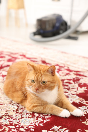 Cute ginger cat lying on carpet with pattern at homeの写真素材