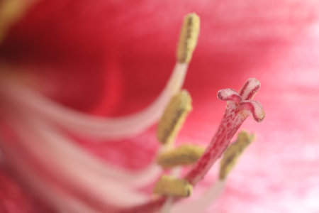 Beautiful red Amaryllis flower as background, macro viewの写真素材