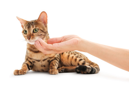 Woman petting cute Bengal cat on white background, closeupの写真素材