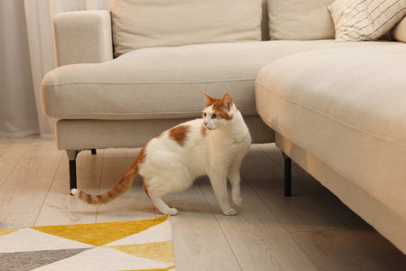Cute cat on floor at home. Lovely pet