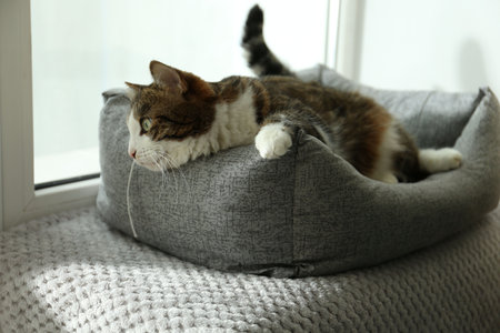 Cute cat lying on pet bed at home