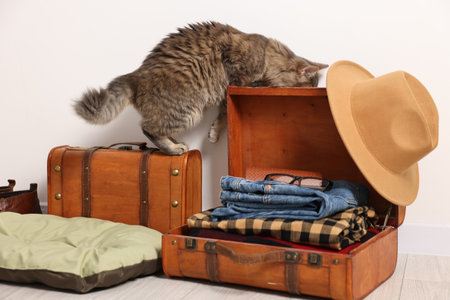 Travel with pet. Cat, clothes and suitcases indoorsの写真素材