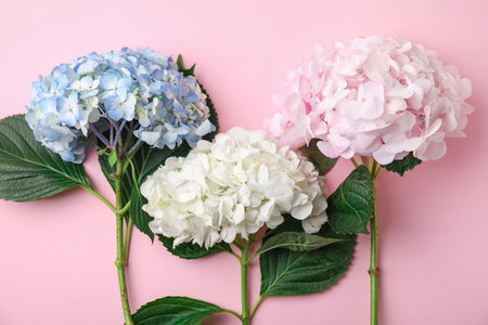 Beautiful hydrangea flowers on pink background, top viewの写真素材