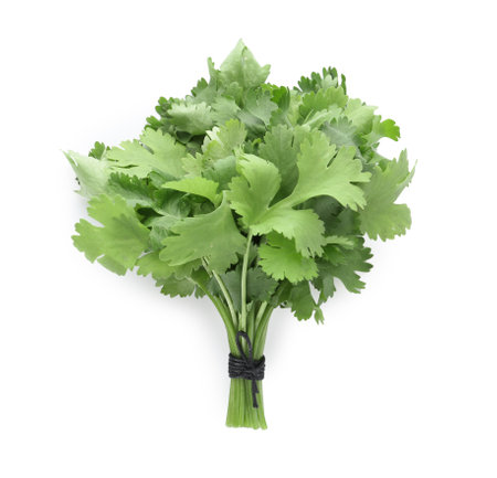 Bunch of fresh green organic cilantro isolated on white, top viewの写真素材