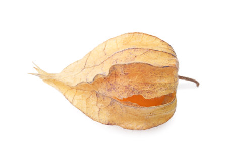 Ripe physalis fruit with calyx isolated on whiteの写真素材