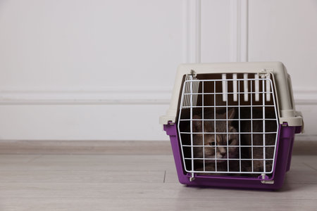 Travel with pet. Cute cat in carrier on floor near white wall indoors, space for textの写真素材
