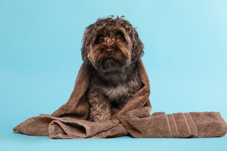 Cute dog with towel on light blue backgroundの写真素材